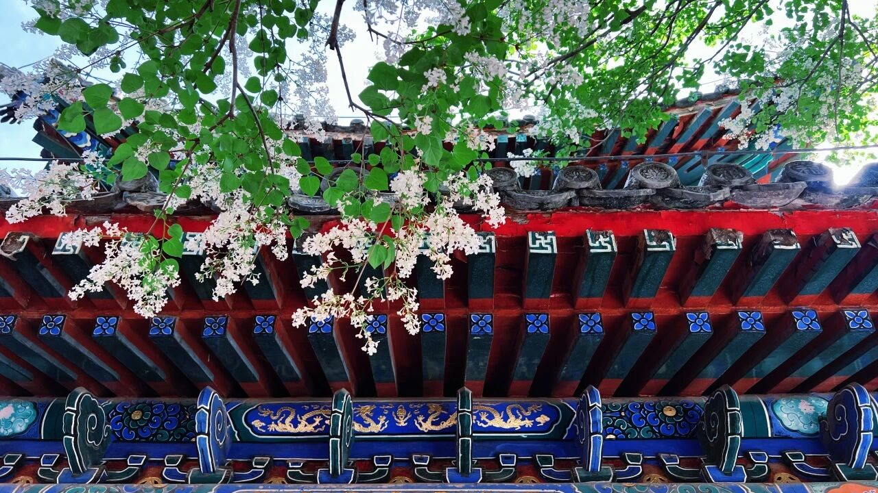 戒台寺迎来丁香盛花期,丁香旅游文化季同步开展 戒台寺迎来丁香盛花期,丁香旅游文化季同步开展