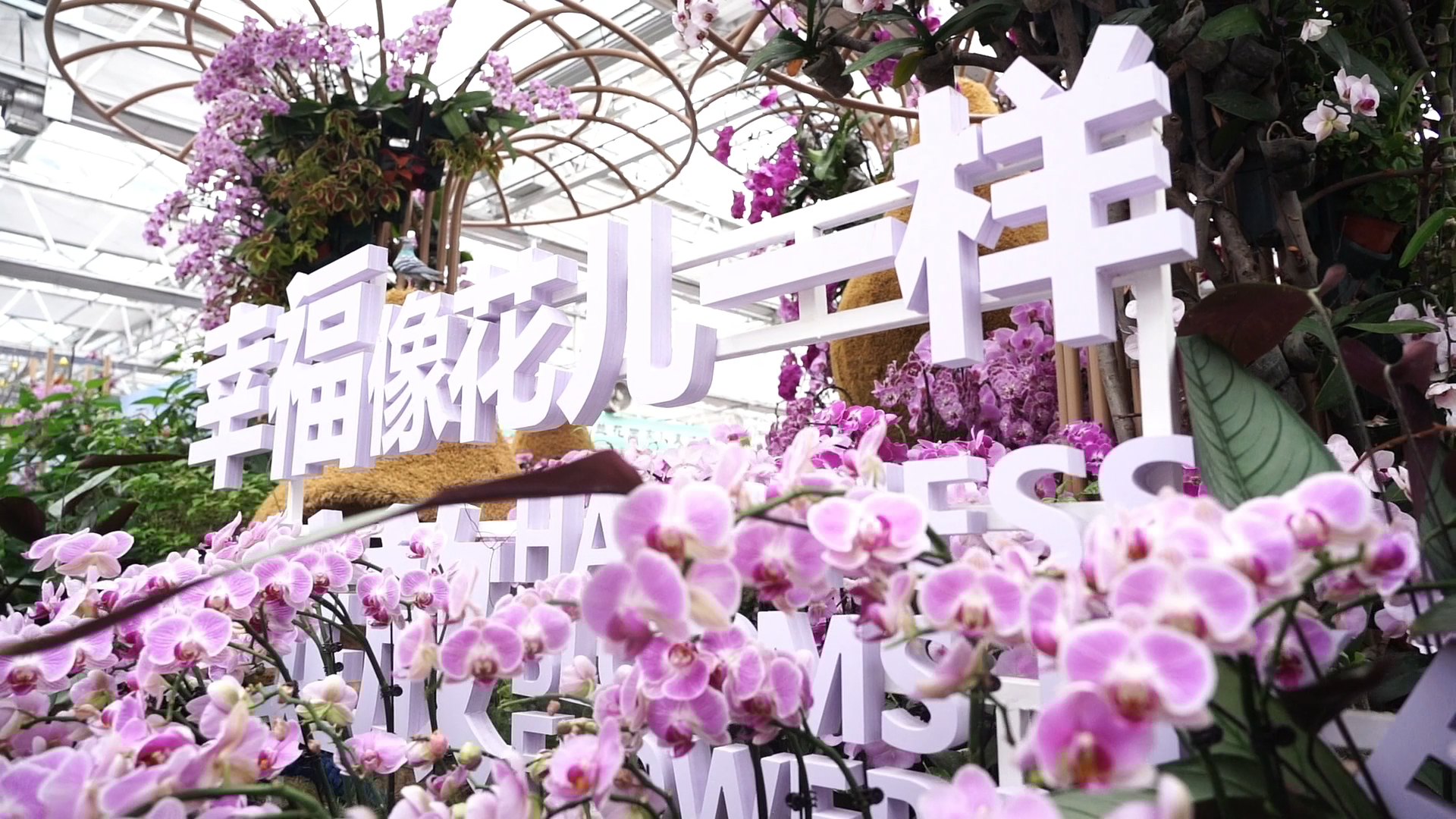 “三八”逢周末 花卉市场释放消费潜力