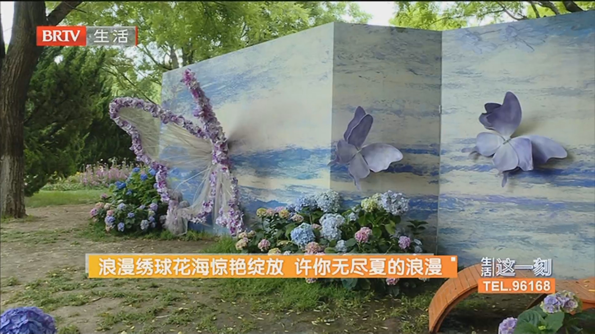 浪漫绣球花海惊艳绽放 许你无尽夏的浪漫 雨水来袭气温降 注意防雨和出行安全