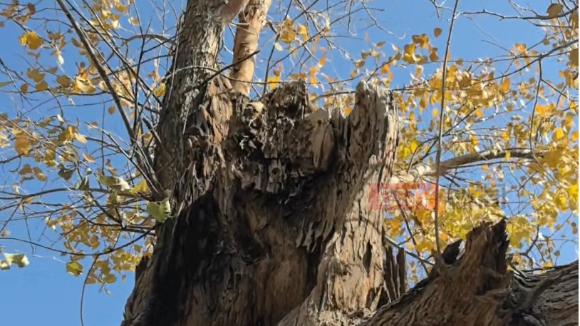 东风航天城的胡杨和航天人一样坚毅！