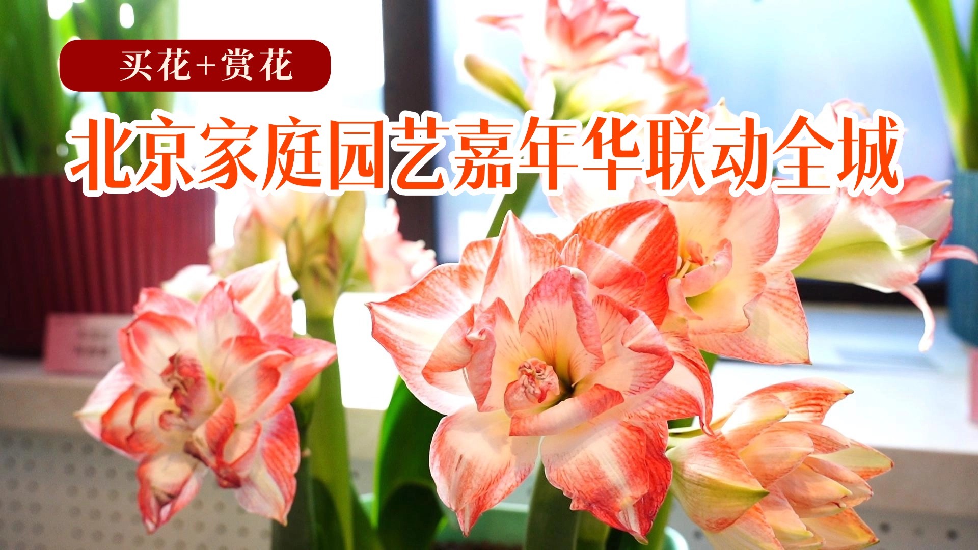 买花+赏花 北京家庭园艺嘉年华联动全城 买花+赏花 北京家庭园艺嘉年华联动全城