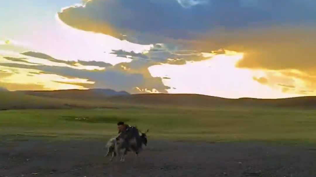 快乐就是这么简单！草原上的小孩哥倒骑着山羊