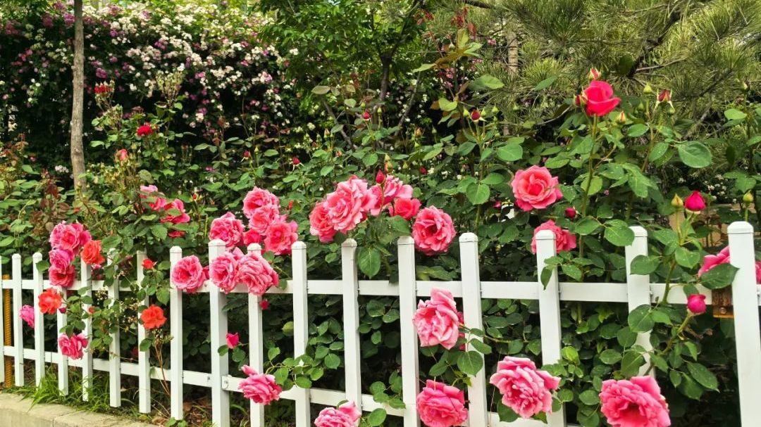 蔷薇月季已盛放,快来汤山邂逅浪漫 蔷薇月季已盛放,快来汤山邂逅浪漫