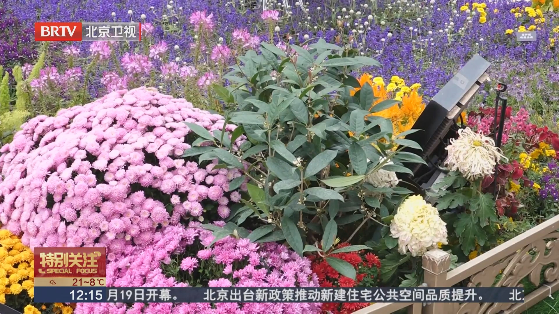 北京大爷自栽花卉登上长安街国庆花坛