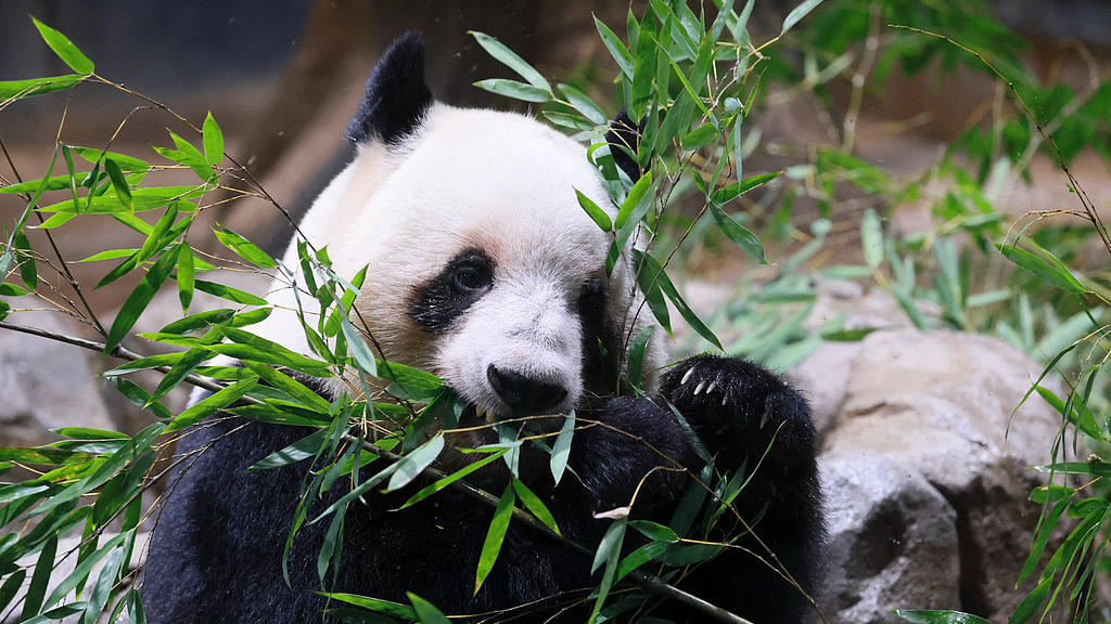 日本政客盯上台湾熊猫，这算盘很拙劣