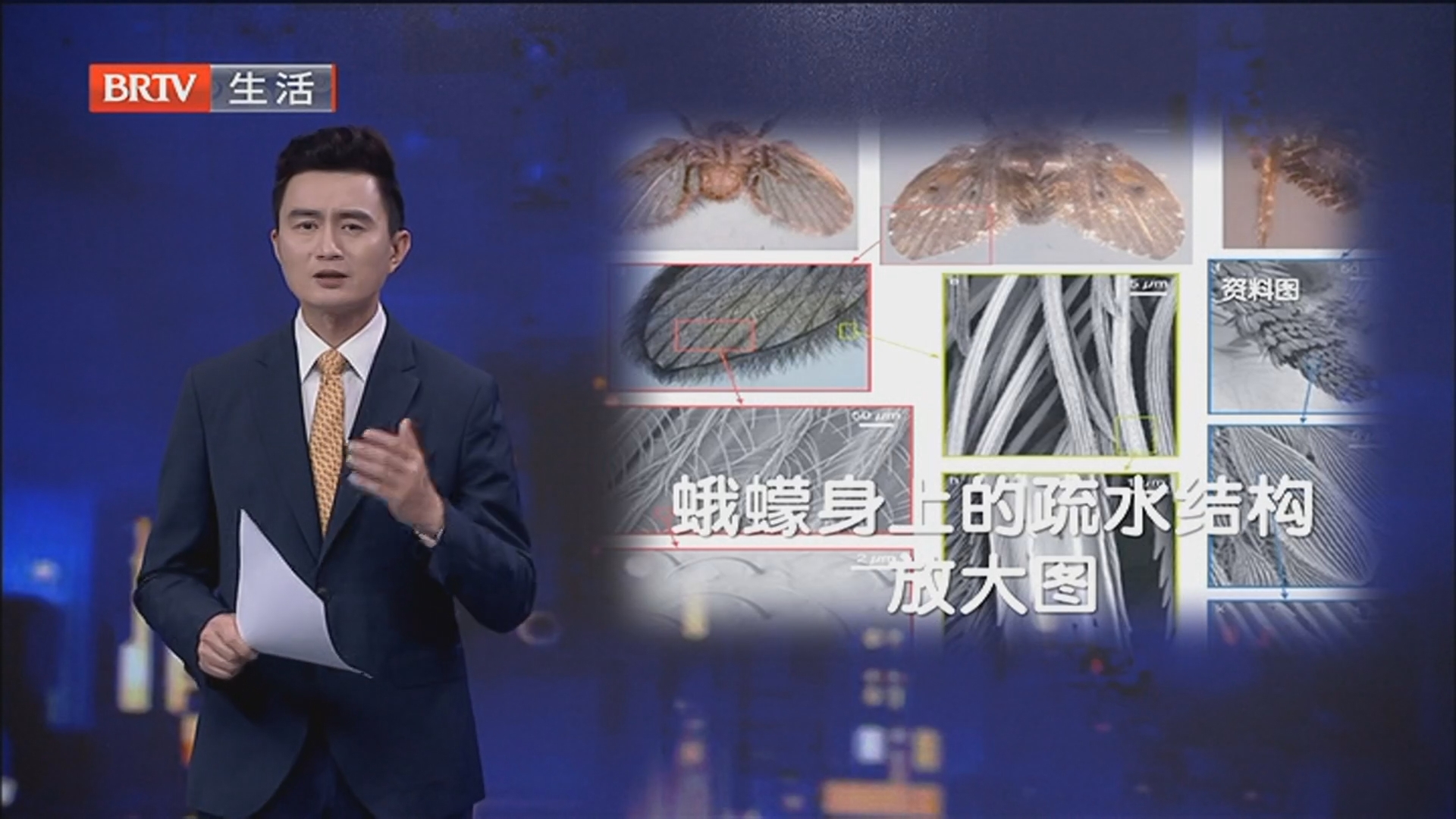 全世界管道里都有白斑蛾蚋 这种虫子看到一只 家里很可能有无数只