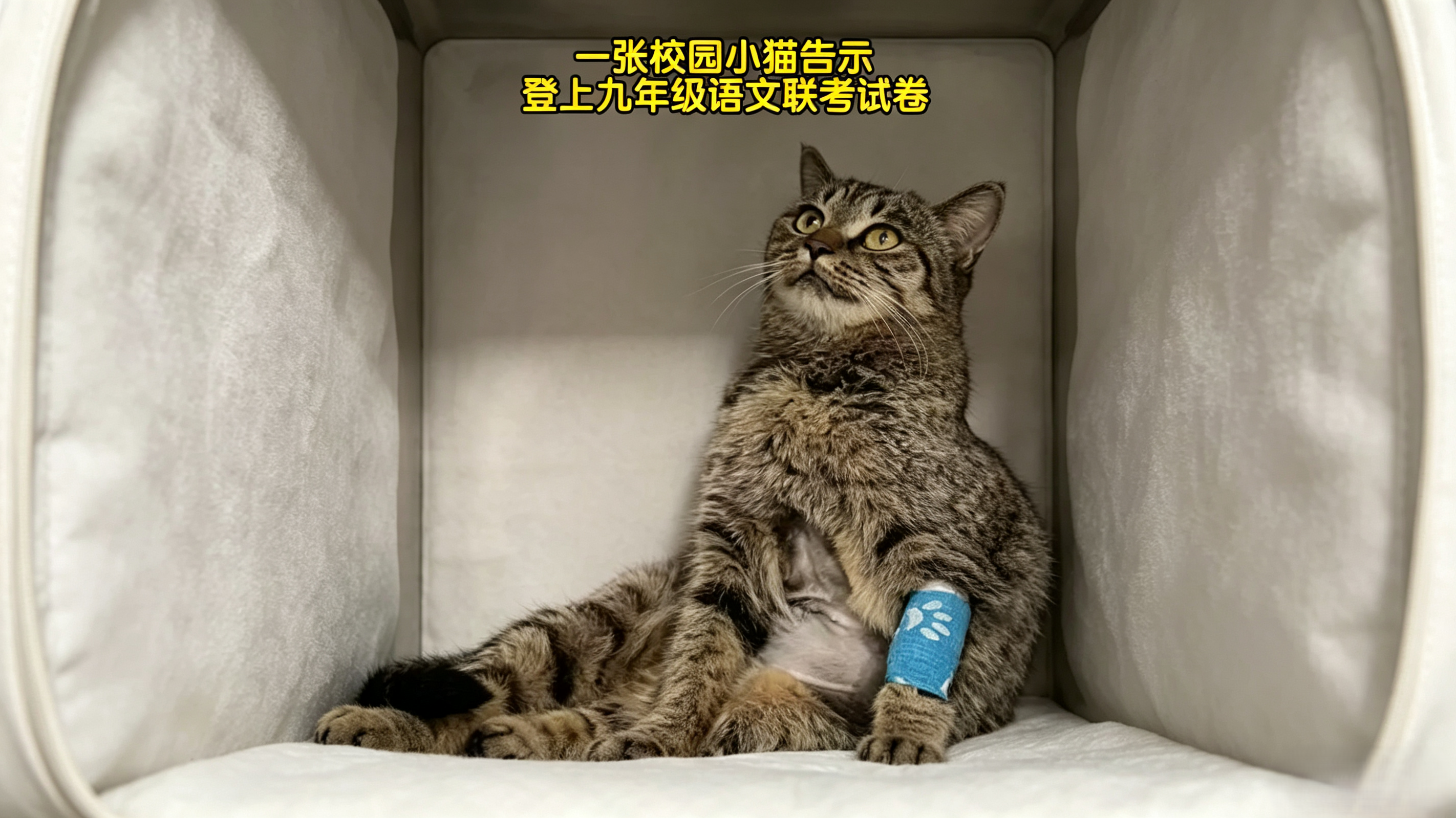 一张校园小猫告示登上九年级语文联考试卷