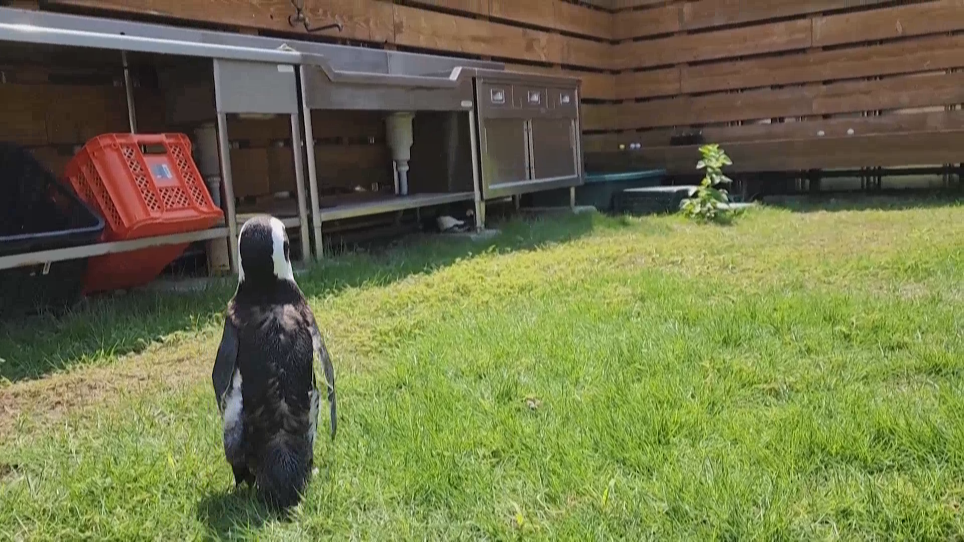 “奇迹”企鹅在逃离两周后被发现 “奇迹”企鹅在逃离两周后被发现