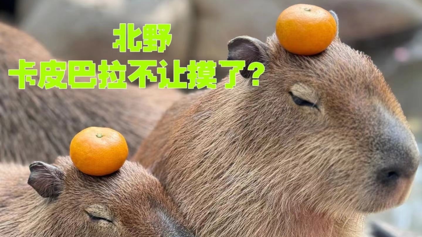 什么！北京野生动物园的卡皮巴拉不让摸了？