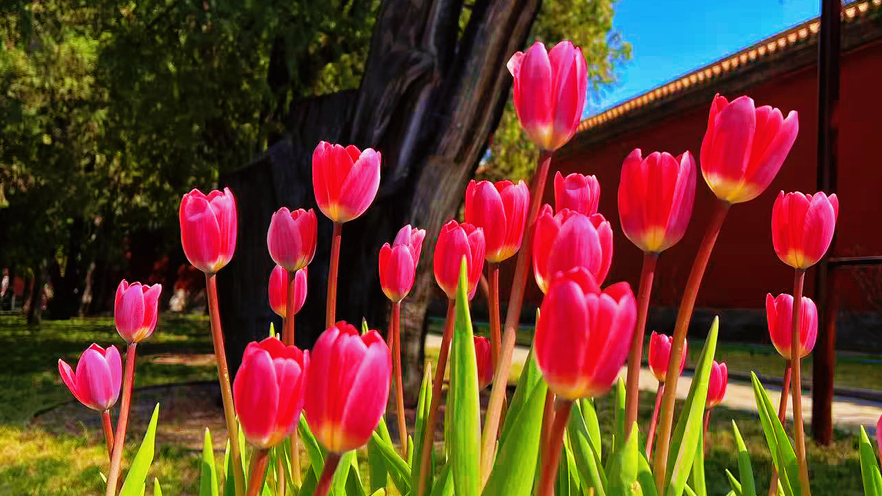 “郁”见丝路花海！中山公园郁金香文化节摄影征集正式启动