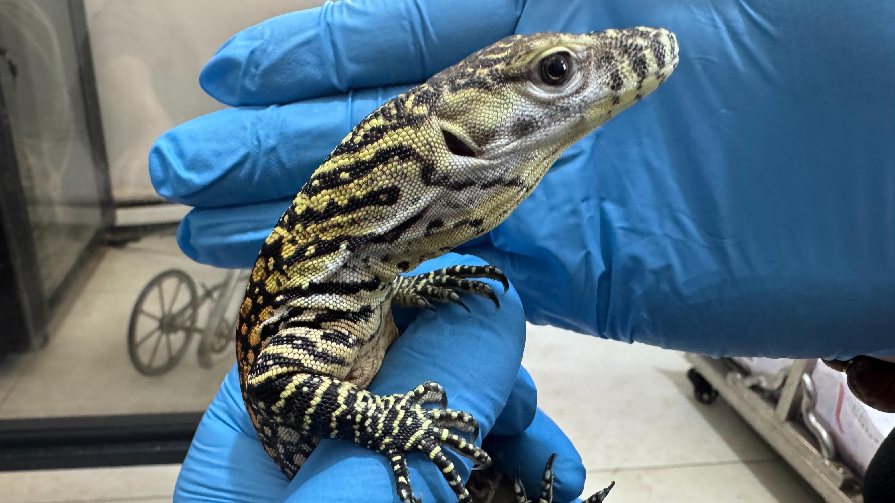 亚洲首例科莫多巨蜥孤雌生殖繁育成功 亚洲首例科莫多巨蜥孤雌生殖繁育成功