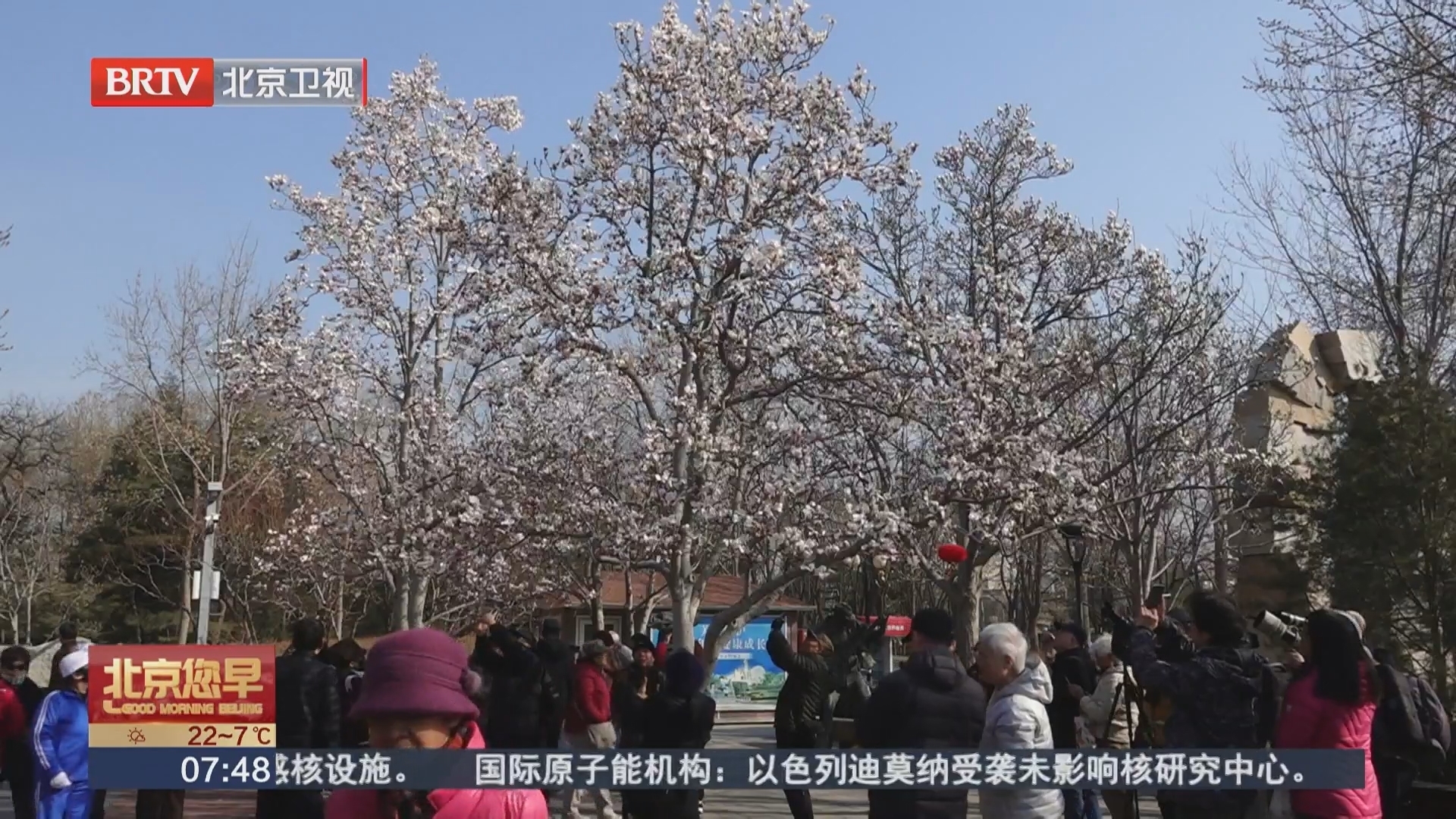 玉兰花开处 诗画满京城