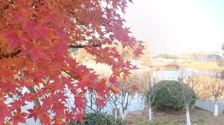正是一年好“枫”景!扬州街角公园枫叶进入最佳观赏期! 正是一年好“枫”景!扬州街角公园枫叶进入最佳观赏期!