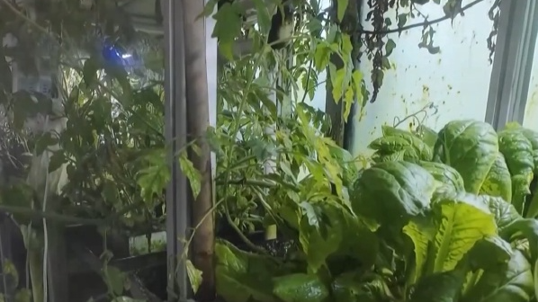 在南极种菜是什么体验?记者探访中山站 在南极种菜是什么体验?记者探访中山站