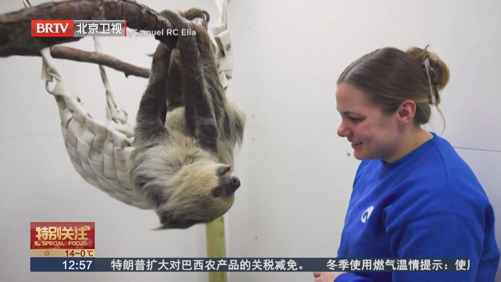 芝加哥谢德水族馆喜迎首只二趾树懒安家