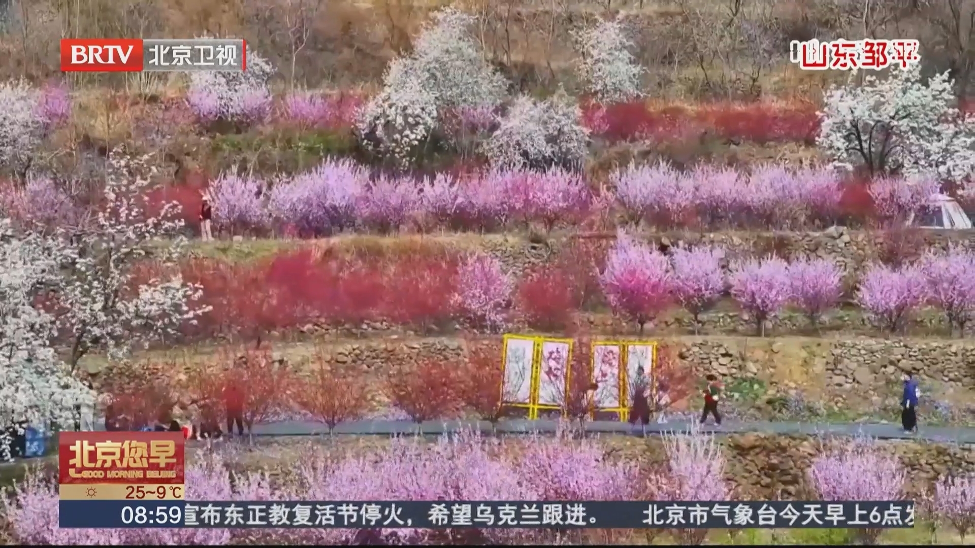 山东邹平 黄河岸畔春意浓 十里繁花引客来 山东邹平 黄河岸畔春意浓 十里繁花引客来