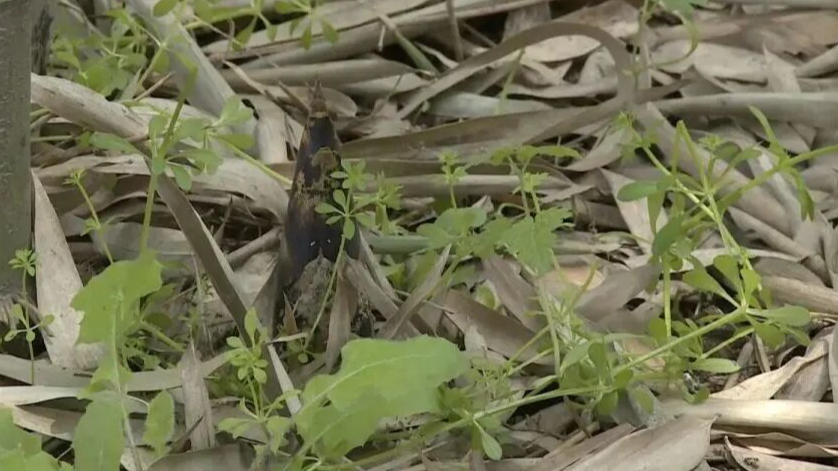 男子偷挖竹笋，鼻腔不慎被戳穿！起诉景区索赔3.6万元