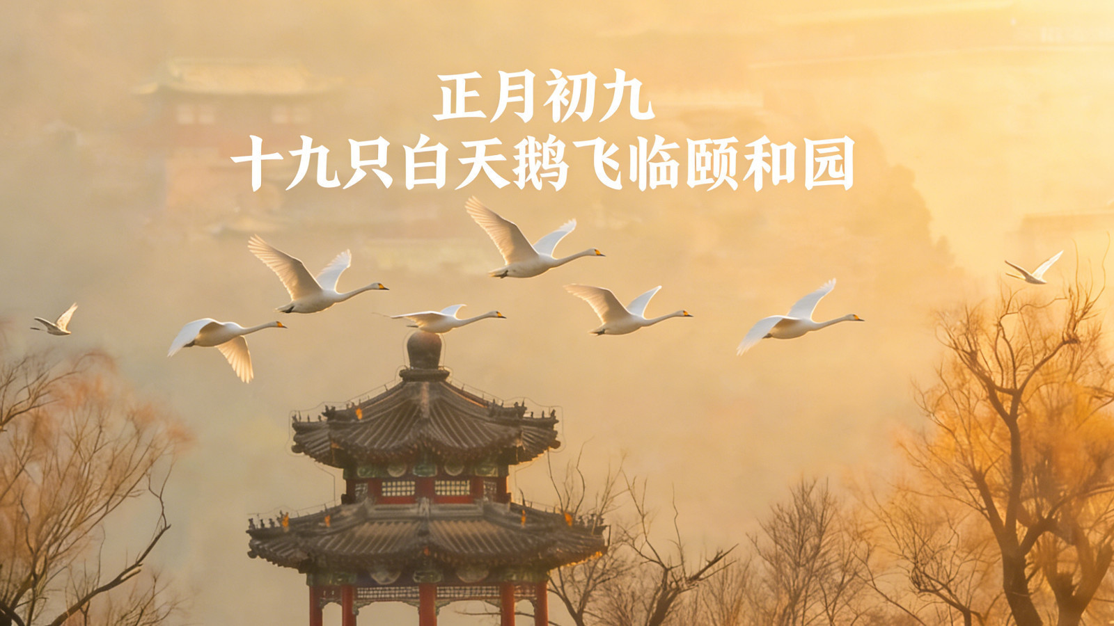 正月初九十九只白天鹅飞临颐和园 正月初九十九只白天鹅飞临颐和园