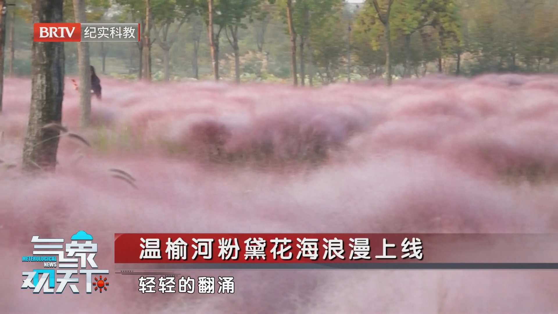 温榆河粉黛花海浪漫上线