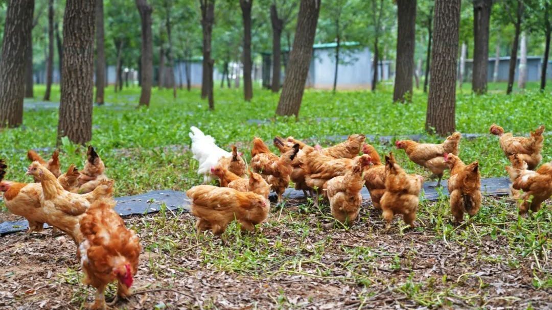 北京房山：您猜这片树林下藏着啥？