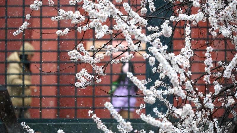北京突降大雪——“白雪却嫌春色晚，故穿庭树作飞花”