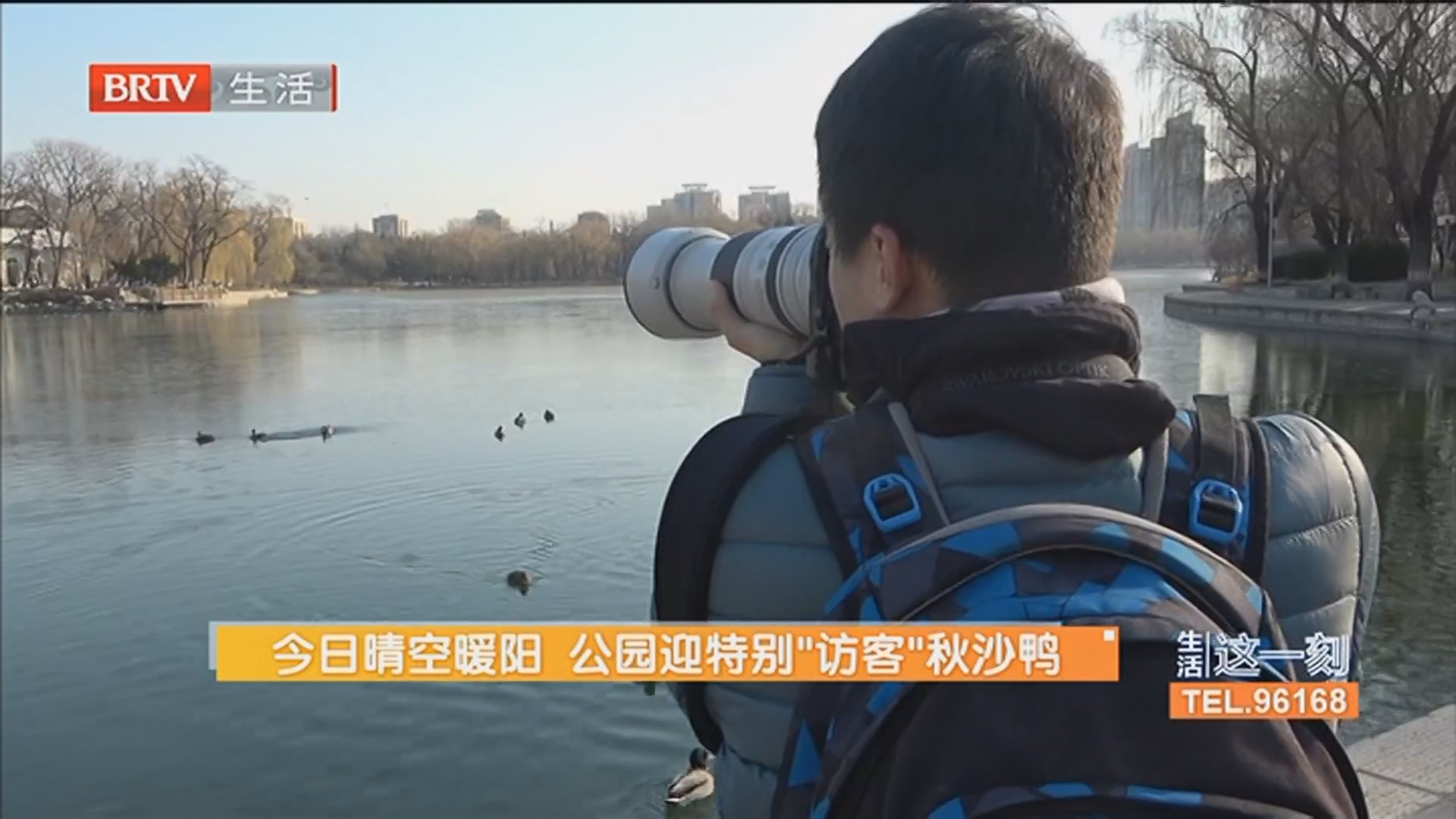 今日晴空暖阳 公园迎特别“访客”秋沙鸭