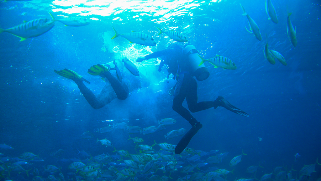 网友投诉三亚相关海域存在非法潜水活动，官方通报