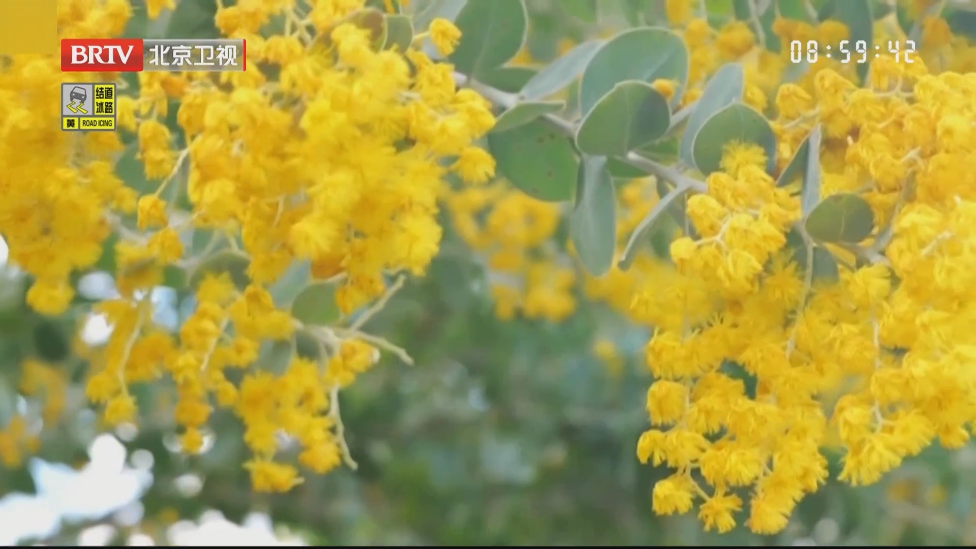 福建霞浦：金合欢花迎春开