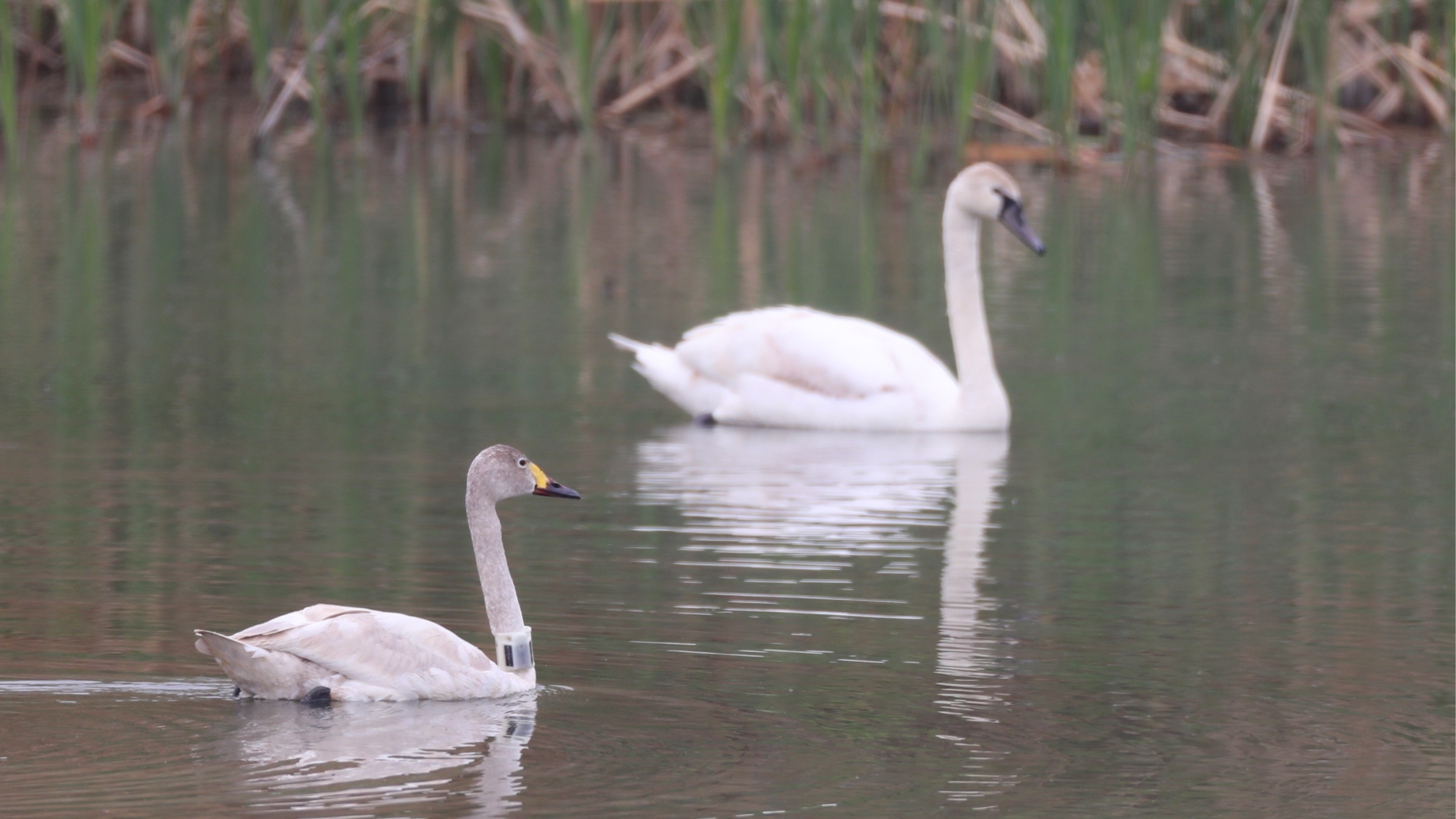 天鹅“小七”找到了！北京野保人员发现洞庭湖环志鸟