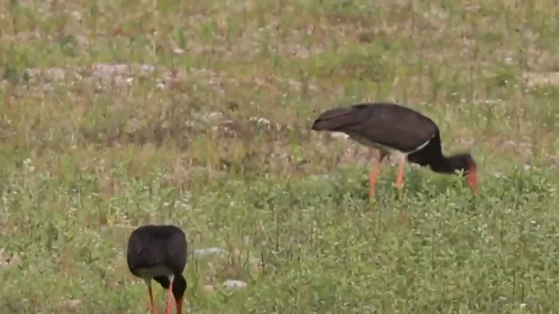 26年守护!北京黑鹳从濒危到“脱单”迎新 谱写新春生态佳话 26年守护!北京黑鹳从濒危到“脱单”迎新 谱写新春生态佳话