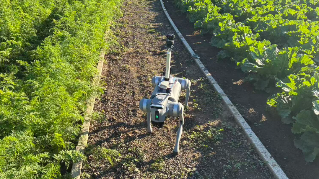 识别农作物、监测病虫害......“神农卫田”机器狗雁栖镇上岗