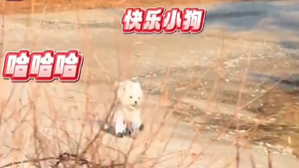 小狗跑太快刹不住车,无奈用“脸刹”后,居然还回头看有没有人笑话它 小狗跑太快刹不住车,无奈用“脸刹”后,居然还回头看有没有人笑话它