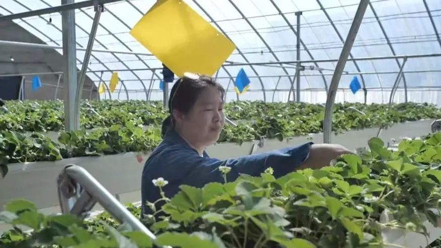 昌平新农人杨洋,用爱与责任书写农业传奇 昌平新农人杨洋,用爱与责任书写农业传奇