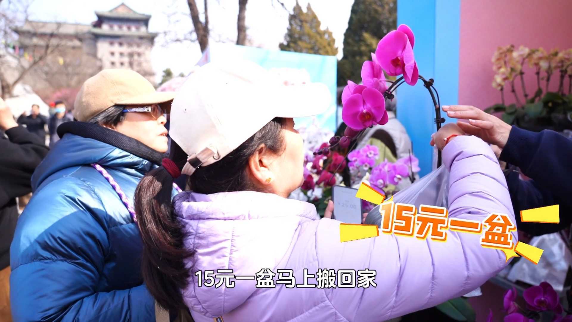 【春日经济】北京春日必冲限定!明城墙梅花节,不只有梅花 【春日经济】北京春日必冲限定!明城墙梅花节,不只有梅花