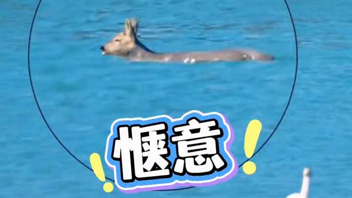 起猛了！竟然看到“傻狍子”在北京门头沟游泳