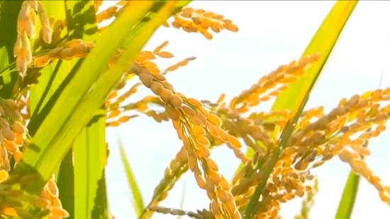 粮食产量再创新高!解锁大国粮仓的丰收“密码” 粮食产量再创新高!解锁大国粮仓的丰收“密码”