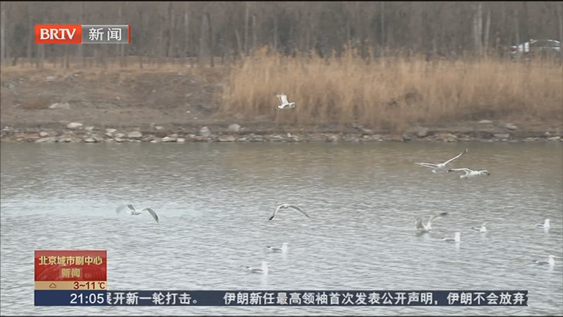 银鸥翩跹舞运河 副中心绘就生态新画卷
