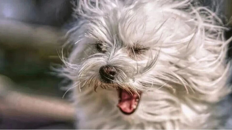 大风蓝色预警发布!京津冀部分地区阵风9~10级—— 大风蓝色预警发布!京津冀部分地区阵风9~10级——