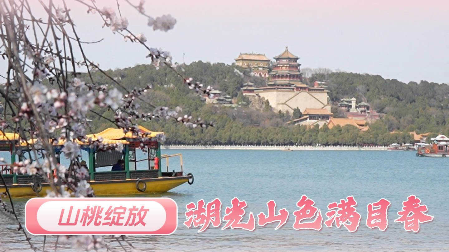 山桃盛放 湖光山色满目春 山桃盛放 湖光山色满目春