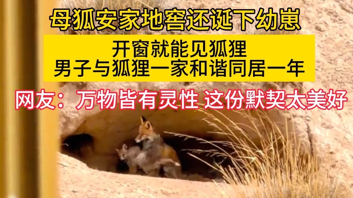 开窗就能见狐狸！男子与狐狸一家和谐同居一年
