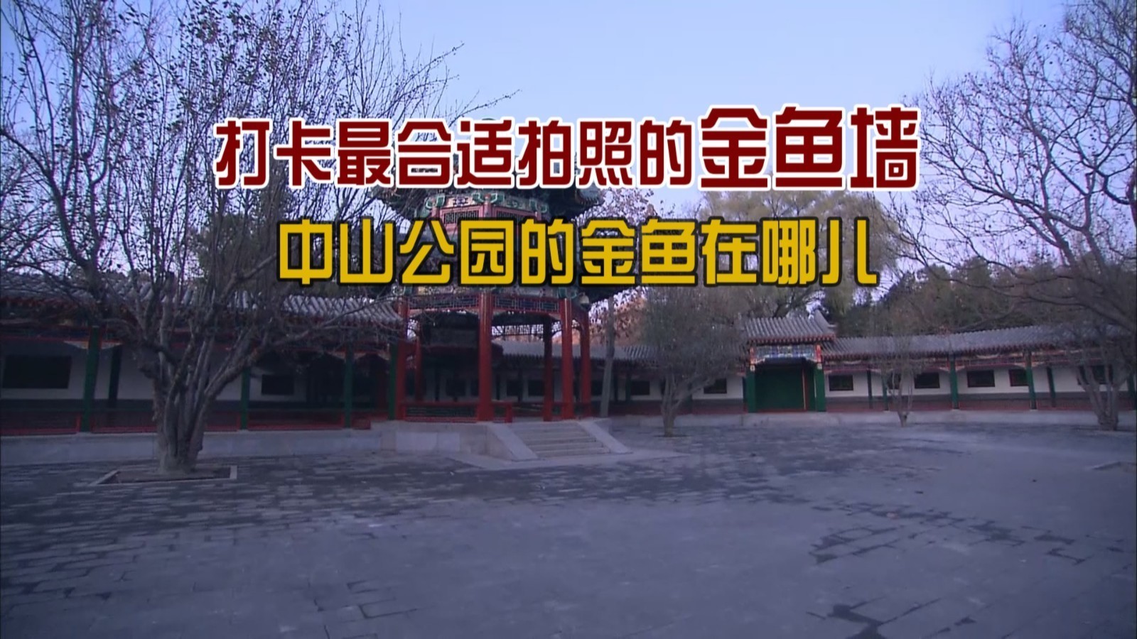 打卡最适合拍照的金鱼墙，中山公园的金鱼在哪儿