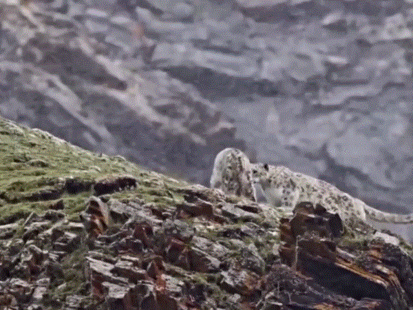 山间嬉戏打闹的“一家三口” 山间嬉戏打闹的“一家三口”