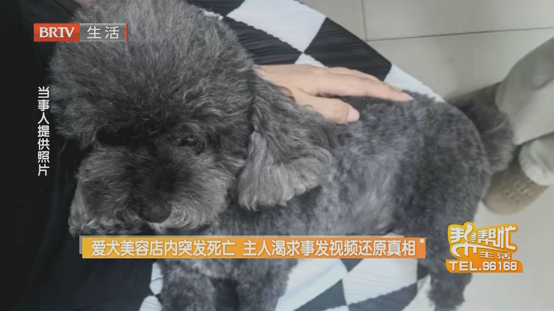 爱犬美容店内突发死亡 主人渴求事发视频还原真相（四）