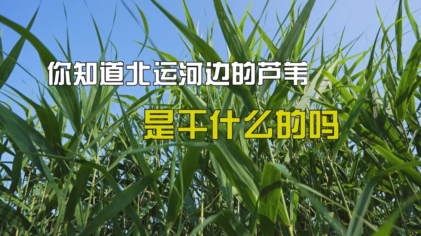 惊呆了，水里的水草 岸边的芦苇原来有这么大作用。