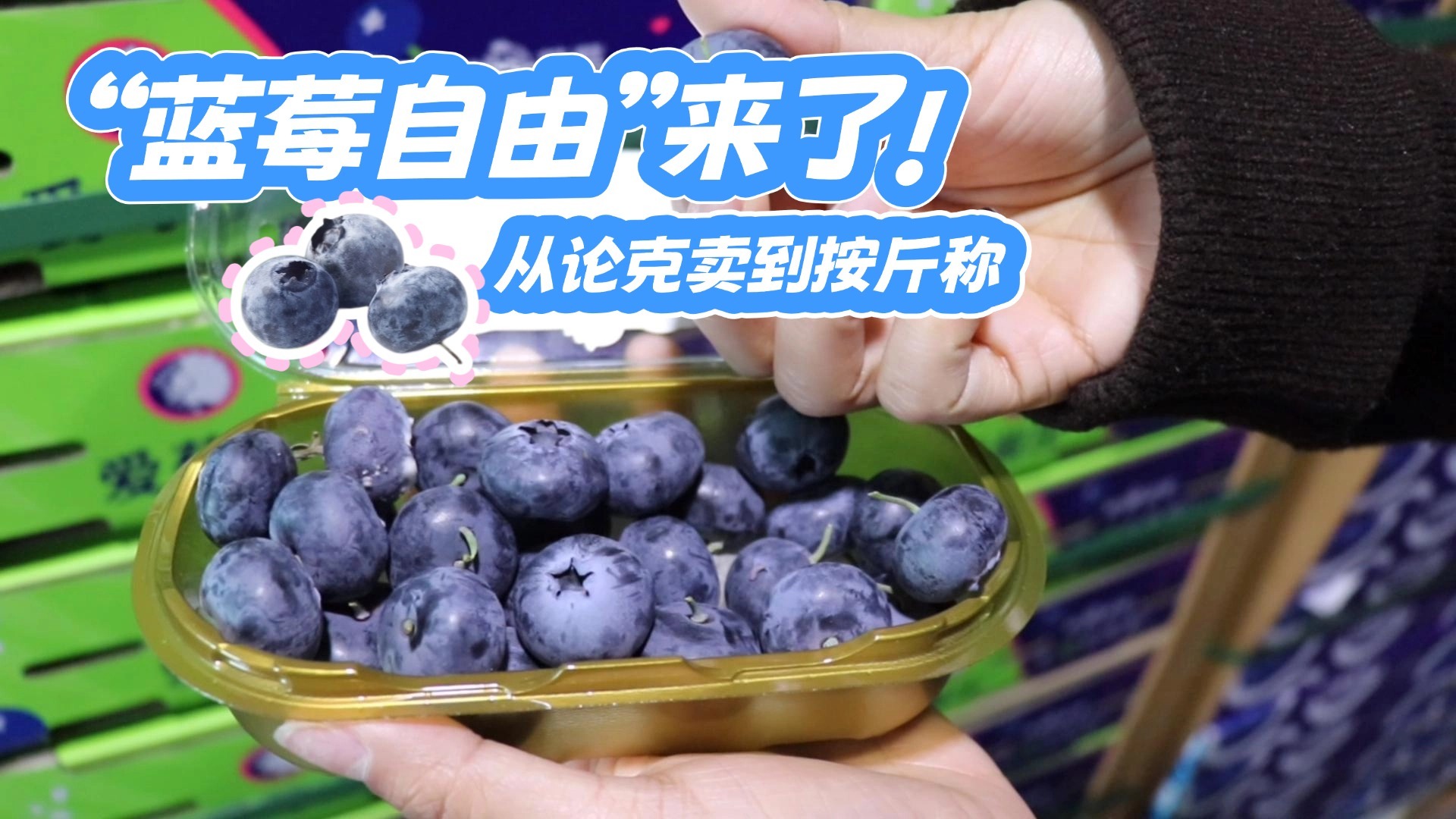 从论克卖到按斤称 “蓝莓自由”来了 从论克卖到按斤称 “蓝莓自由”来了