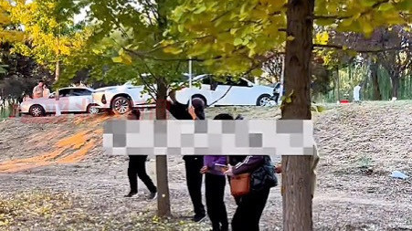 网曝济南黄河千亩银杏林遍地垃圾 多名游客摇晃树干并用杆子打果子