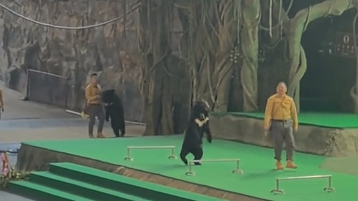 杭州野生动物园黑熊表演时袭击饲养员?园方:争抢食物,节目已暂停 杭州野生动物园黑熊表演时袭击饲养员?园方:争抢食物,节目已暂停