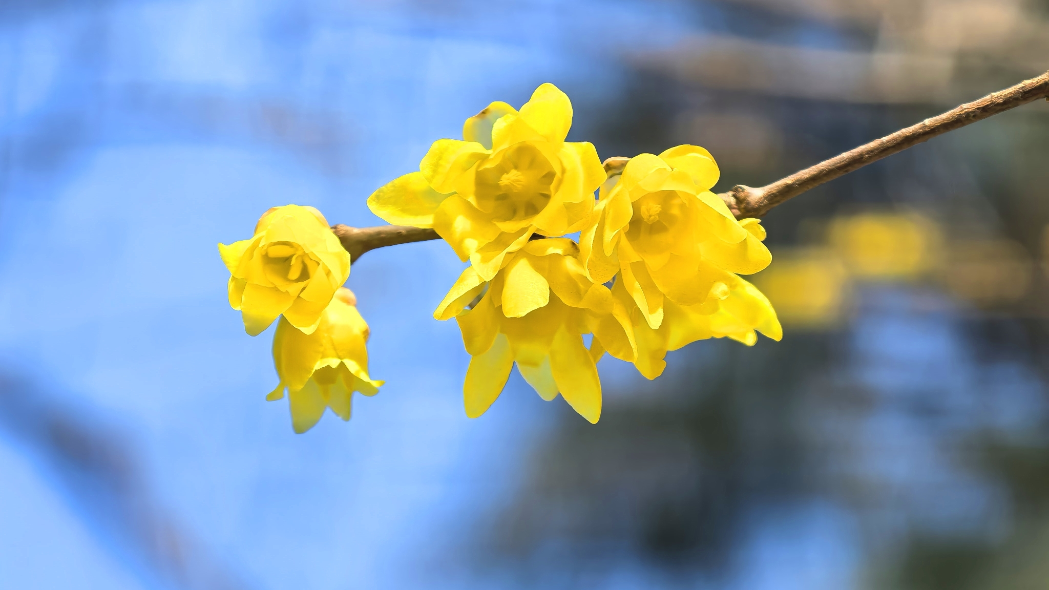 北京赏梅好去处 遇见早春“梅”好时光