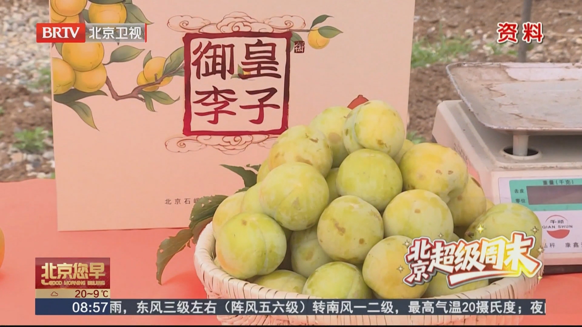 密云区东邵渠镇千亩李子花进入最佳观赏期