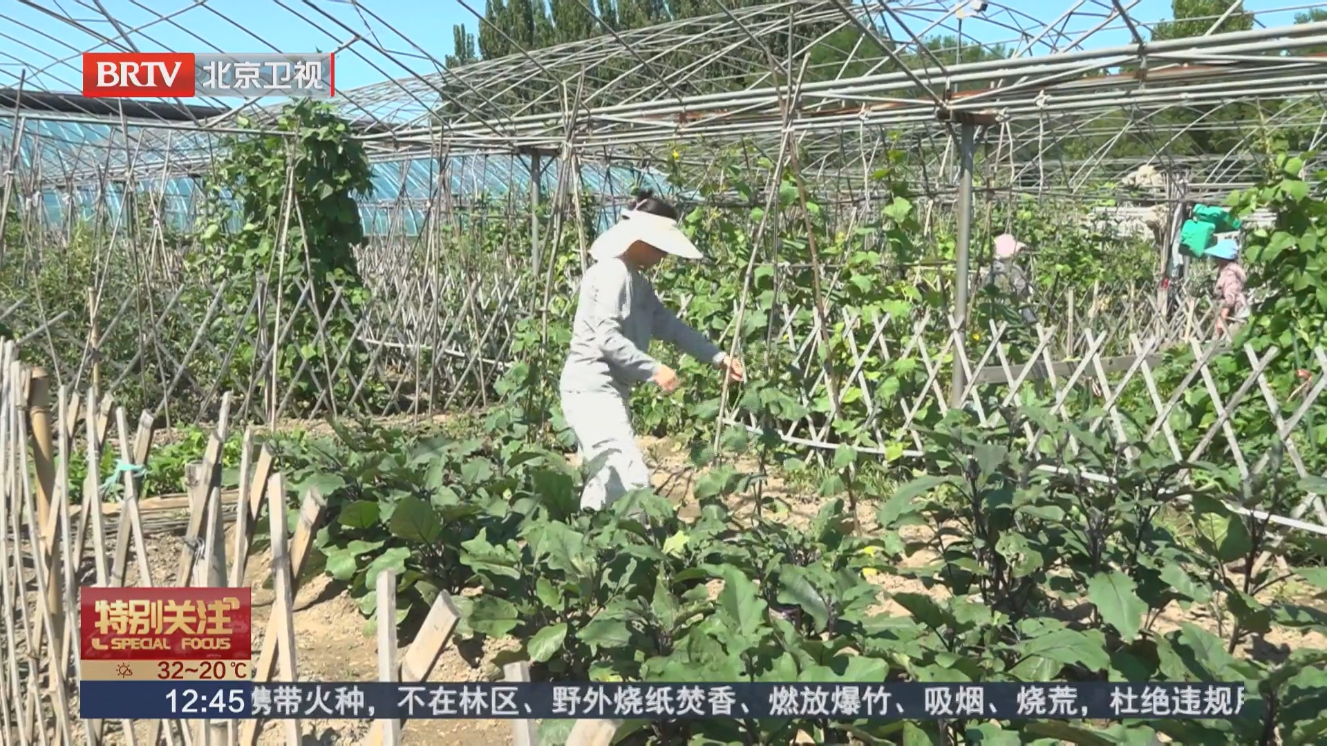 共享农场 共享菜园玩转新式田园生活